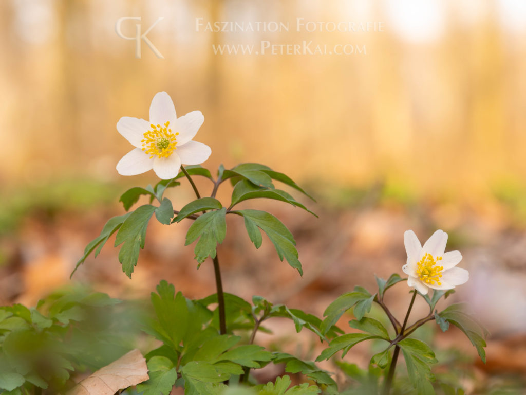 Frühling - Frühblüher - Buschwindröschen - Schlossgarten in Ludwigslust