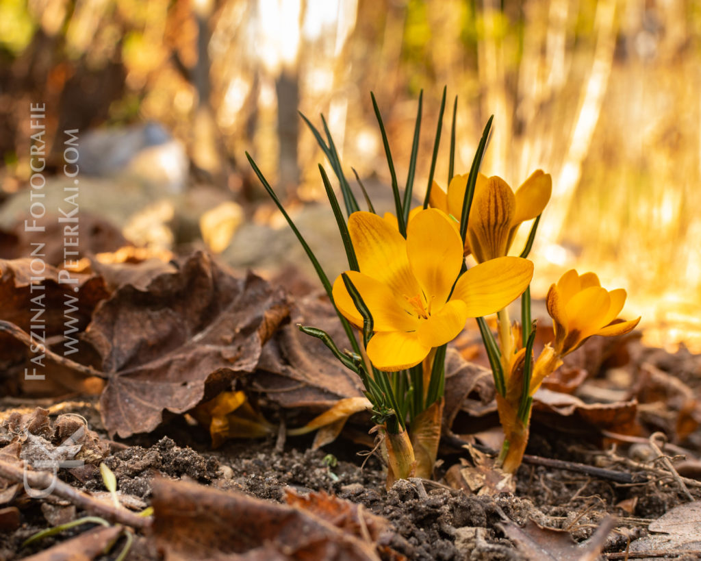 Frühling - Frühlingserwachen - Frühjahrsblüher - Krokusse