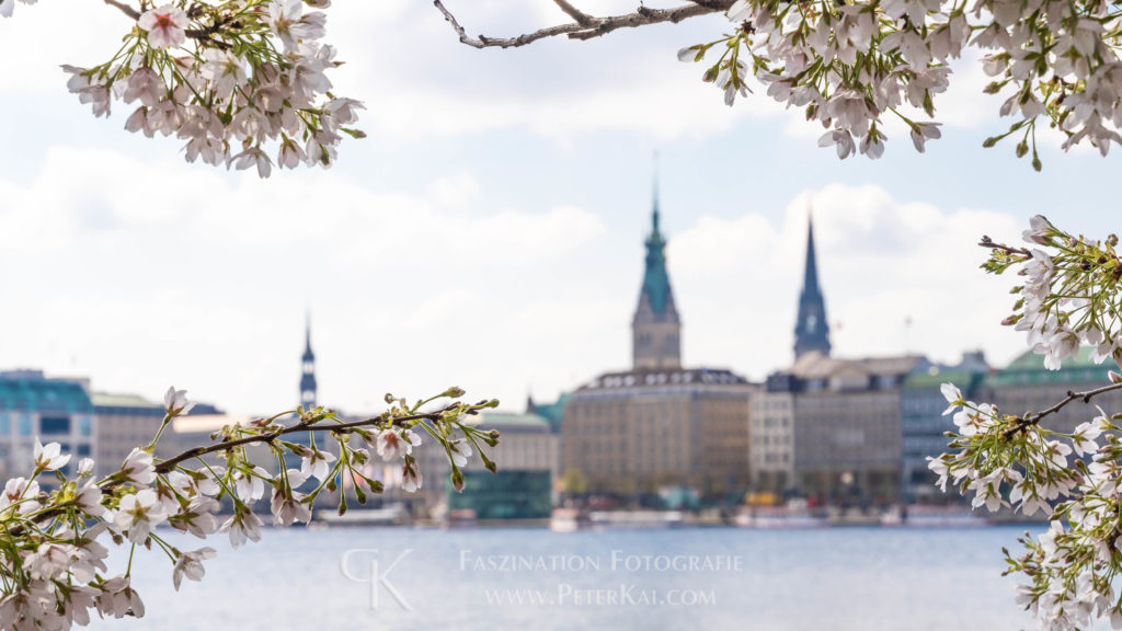 Hamburg - Binnenalster - unter der Lombardsbrücke zur Kirschblüte