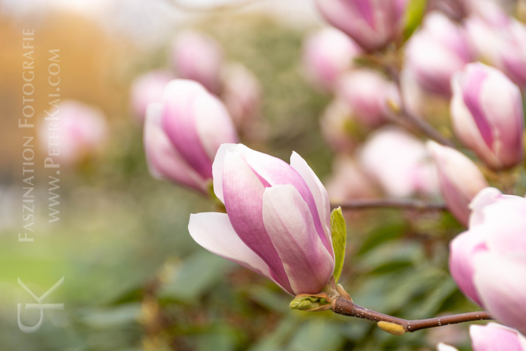 Hamburg - Planten un Blomen - Magnolie - Tulpenbaum