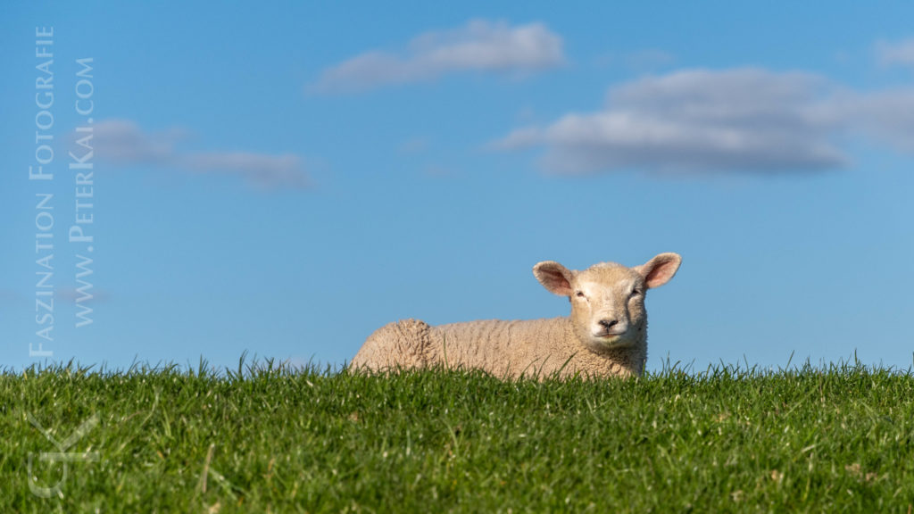 Schafe auf dem Elbdeich in Schleswig Holstein
