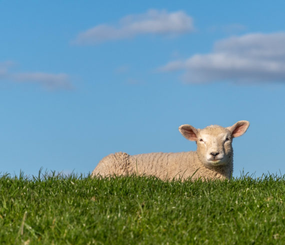 Schafe auf dem Elbdeich in Schleswig Holstein