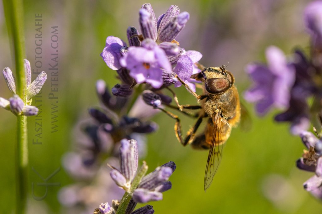 Harz - Kräuterpark Altenau - Biene auf Lavendel