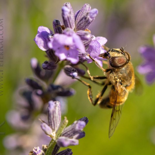 Harz - Kräuterpark Altenau - Biene auf Lavendel